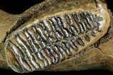 Juvenile Woolly Mammoth Jaw Section - Germany #111758-1